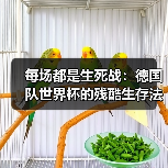 每场都是生死战:德国队世界杯的残酷生存法则(图3) 每场都是生死战:德国队世界杯的残酷生存法则(图3)